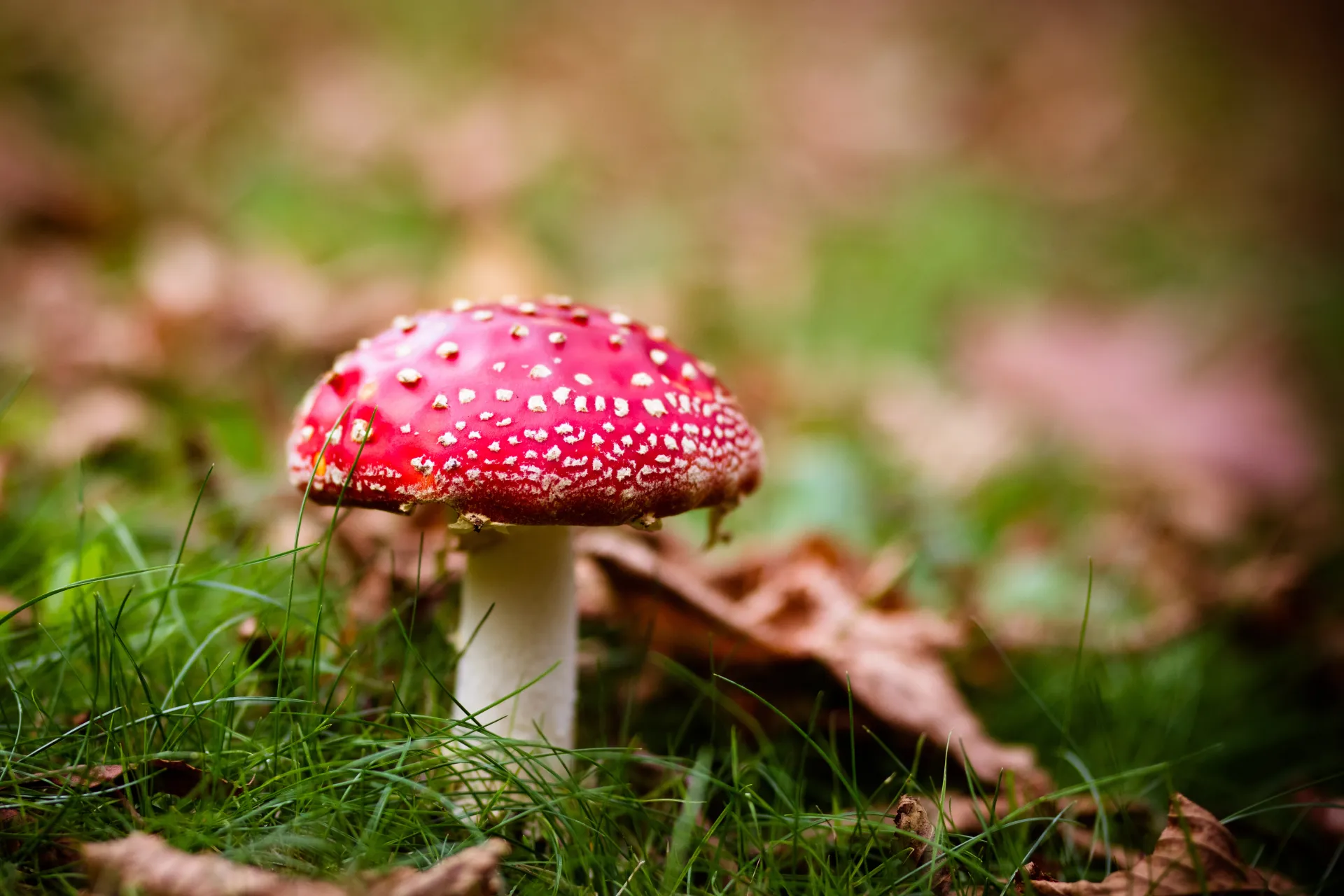 champignons